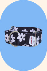 The Daisy Martingale Collar