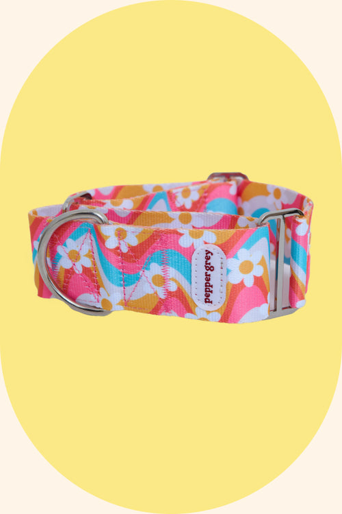 The Roxy Collar, rainbow wavy with daisies greyhound martingale collar
